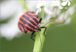 <p>KNĚŽICE PÁSKOVANÁ (Graphosoma lineatum) ---- /Striped bug - Streifenwanze/</p>
